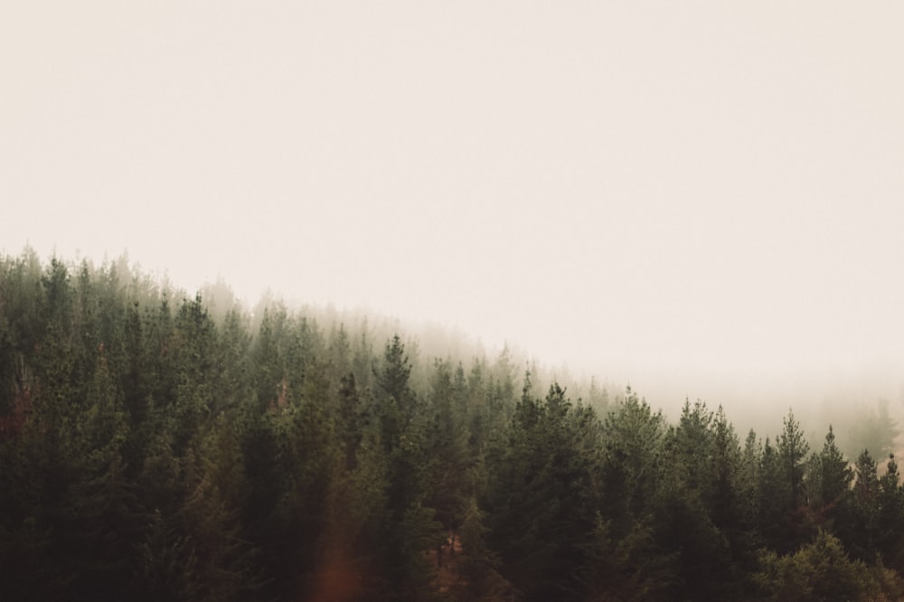 green trees under white sky during daytime