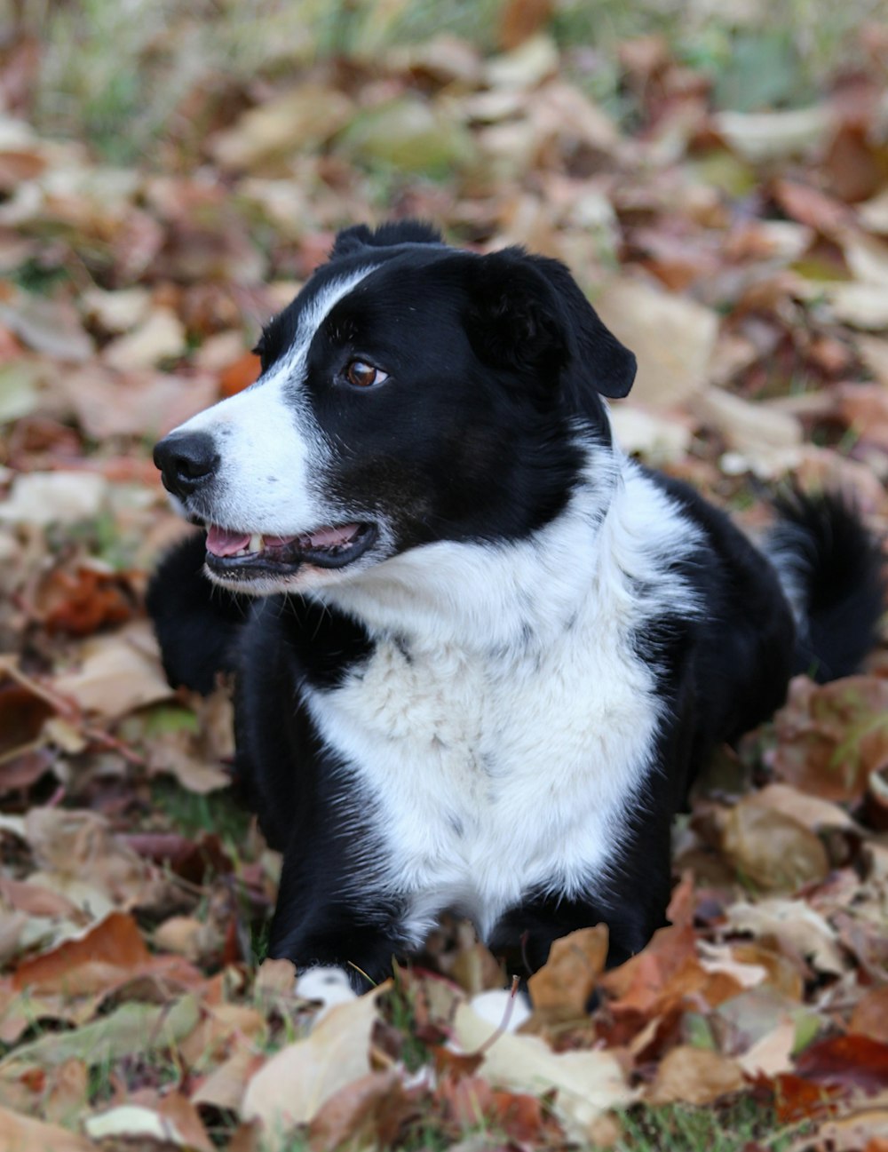 black and white border collie mix lying on dried leaves