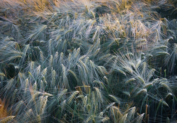 Die polnische Regierung rechnet damit, den Transit ukrainischen Getreides ab April einzustellen