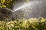 A sprinkler sprays water over lush green foliage in a garden. Sunlight catches the water droplets, creating a sparkling effect against the background of dense vegetation.