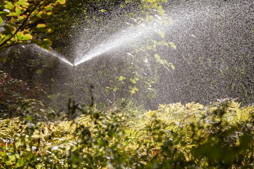 A sprinkler sprays water over lush green foliage in a garden. Sunlight catches the water droplets, creating a sparkling effect against the background of dense vegetation.