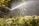 A sprinkler sprays water over lush green foliage in a garden. Sunlight catches the water droplets, creating a sparkling effect against the background of dense vegetation.