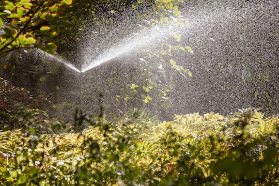 A sprinkler sprays water over lush green foliage in a garden. Sunlight catches the water droplets, creating a sparkling effect against the background of dense vegetation.