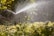 A sprinkler sprays water over lush green foliage in a garden. Sunlight catches the water droplets, creating a sparkling effect against the background of dense vegetation.