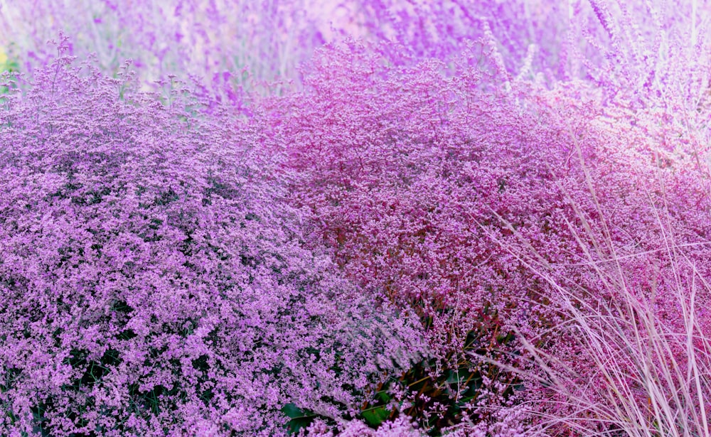 purple flower field during daytime