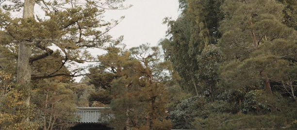 A serene landscape blending nature and culture, symbolizing global stories.