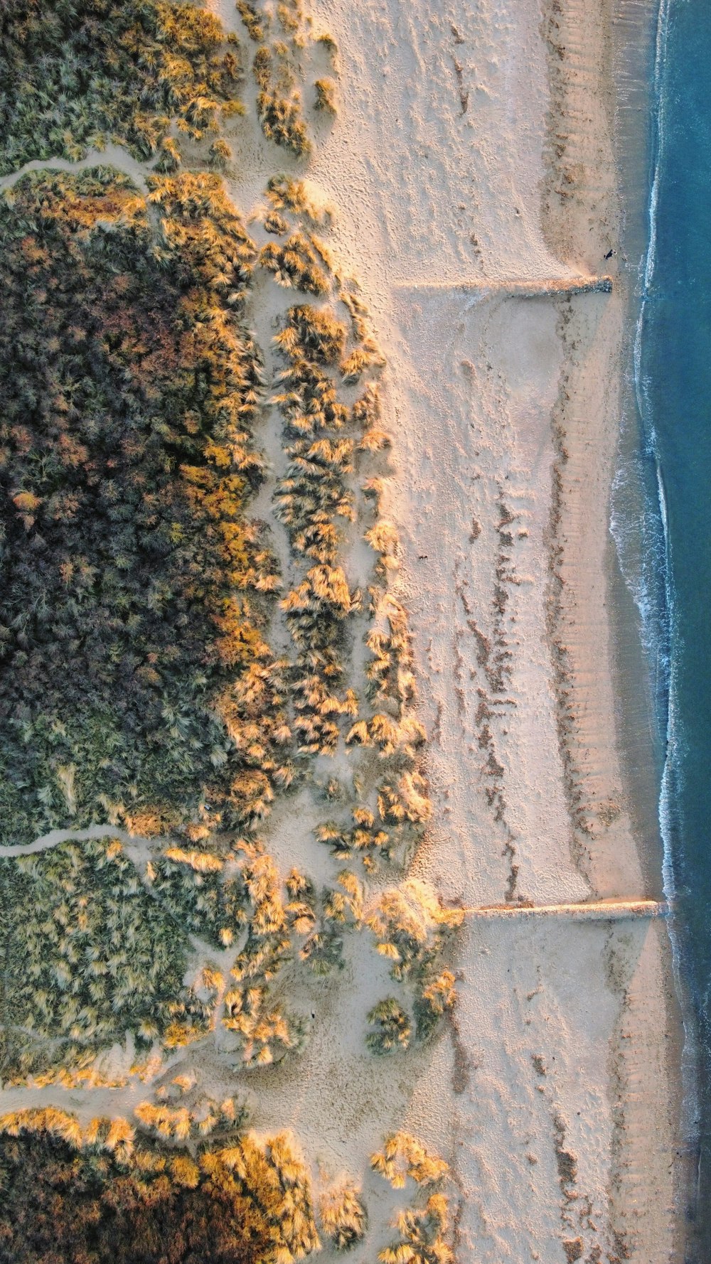 aerial view of green trees near body of water during daytime