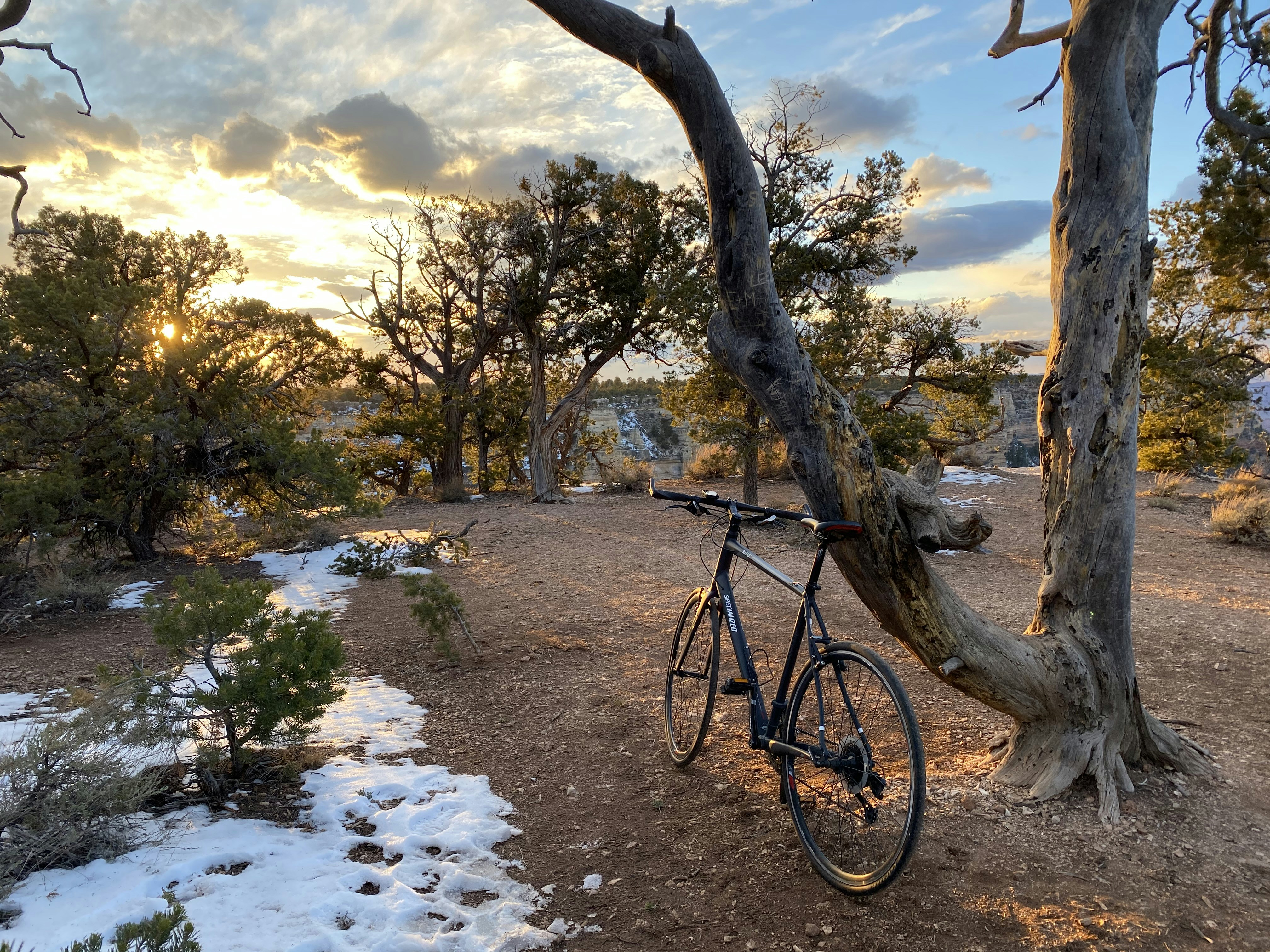 black bicycle on brown tree trunk near river during daytime