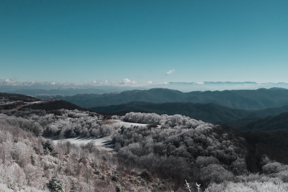 green trees on mountain under blue sky during daytime