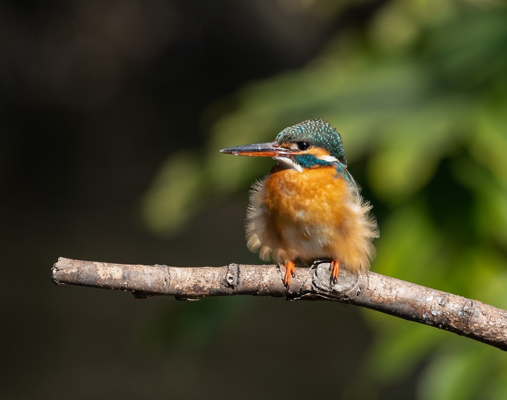 brown and green bird on brown tree branch