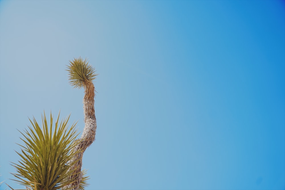 green and brown tree under blue sky during daytime