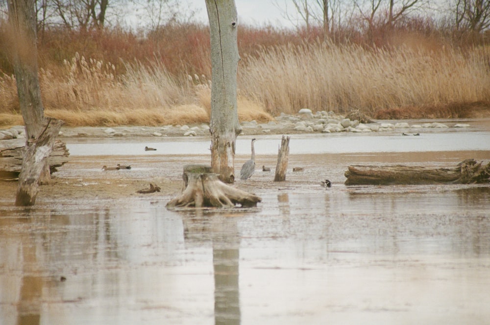 brown tree trunk on water