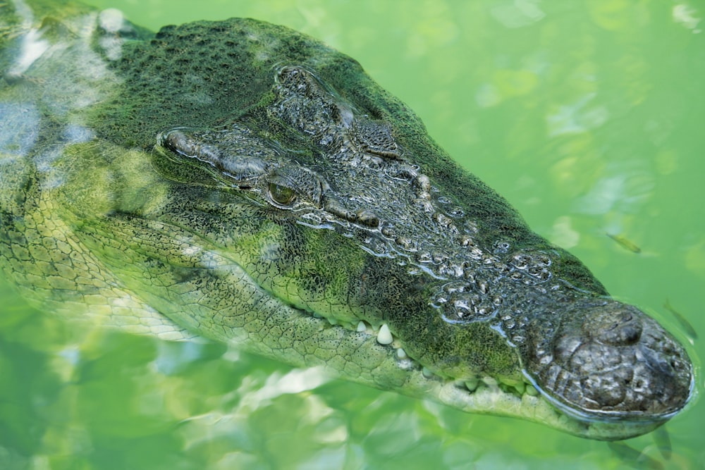 Schwarzes Krokodil auf grünem Wasser