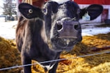 A close-up of a black and white cow in an outdoor setting, with a tag on its ear displaying the number 292. The cow stands in front of a hay-covered ground with patches of snow around, and a red barn can be seen in the background.