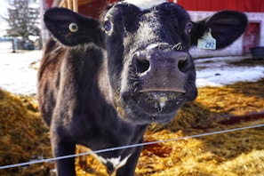 A close-up of a black and white cow in an outdoor setting, with a tag on its ear displaying the number 292. The cow stands in front of a hay-covered ground with patches of snow around, and a red barn can be seen in the background.