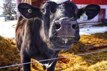 A close-up of a black and white cow in an outdoor setting, with a tag on its ear displaying the number 292. The cow stands in front of a hay-covered ground with patches of snow around, and a red barn can be seen in the background.