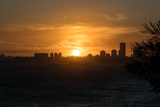 A stunning sunset view over the Los Angeles skyline with palm trees silhouetted in the foreground.
