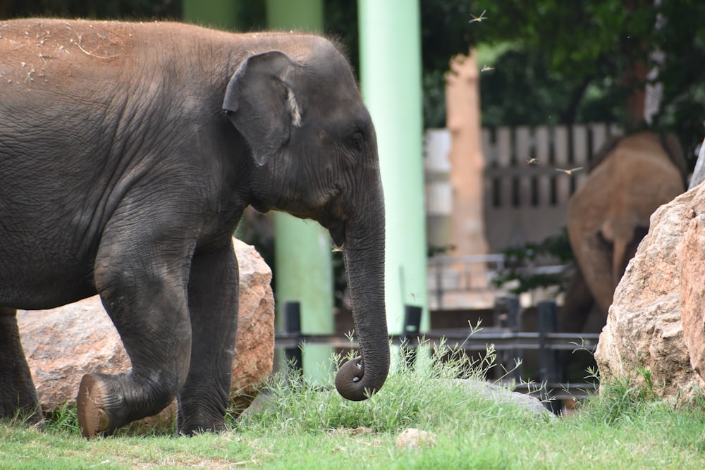 black elephant on green grass during daytime