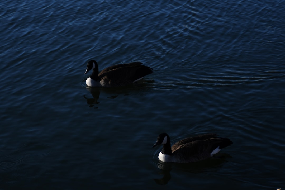 2 white and black duck on water during daytime