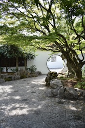 green tree near white concrete house during daytime