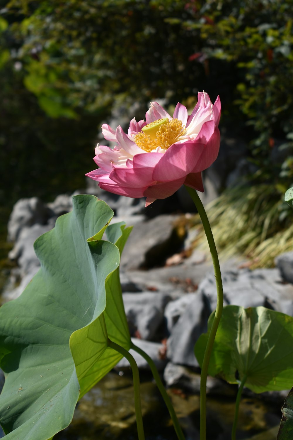 Flor rosa y amarilla en lente de cambio de inclinación