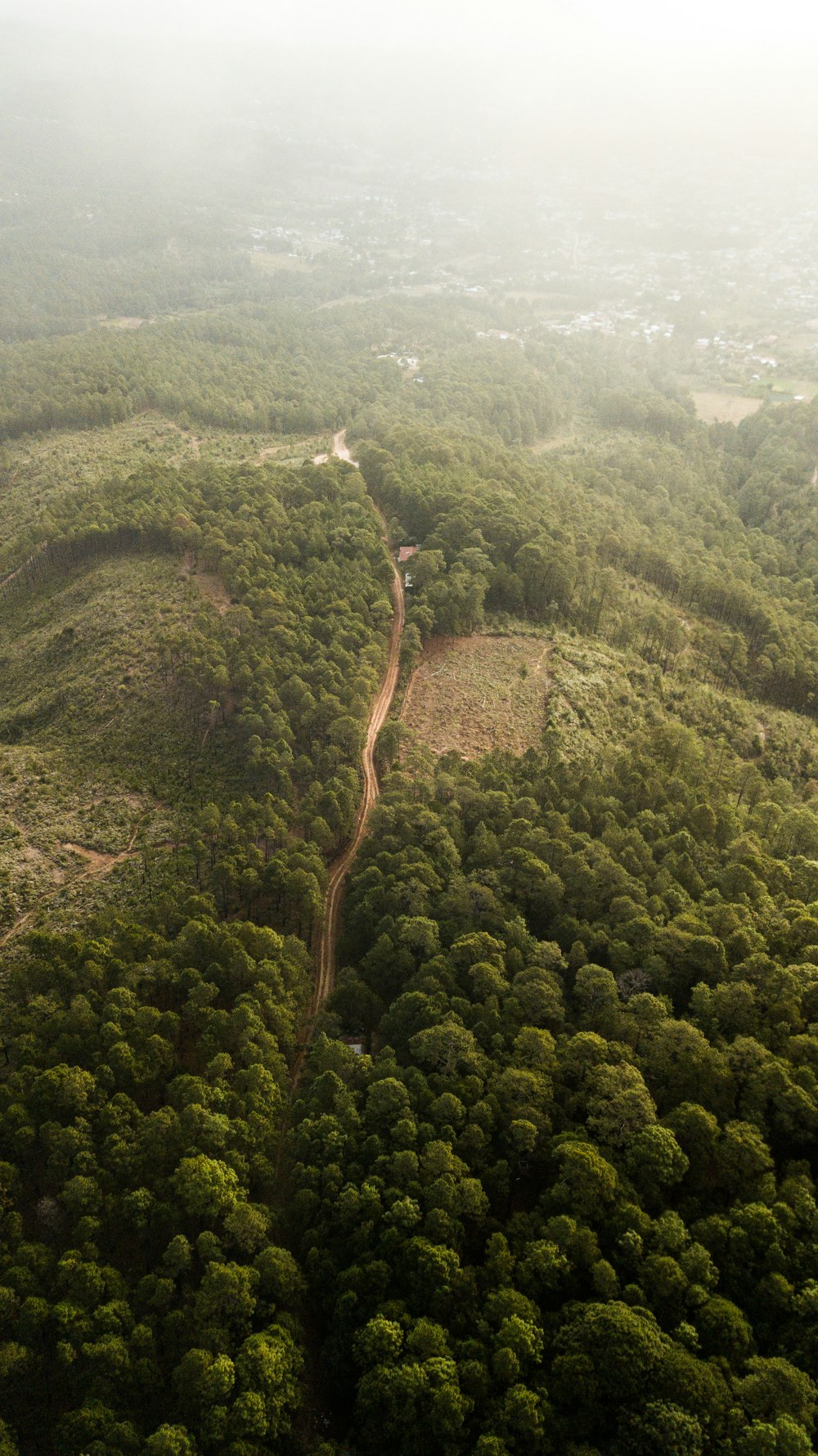 árvores verdes na montanha durante o dia