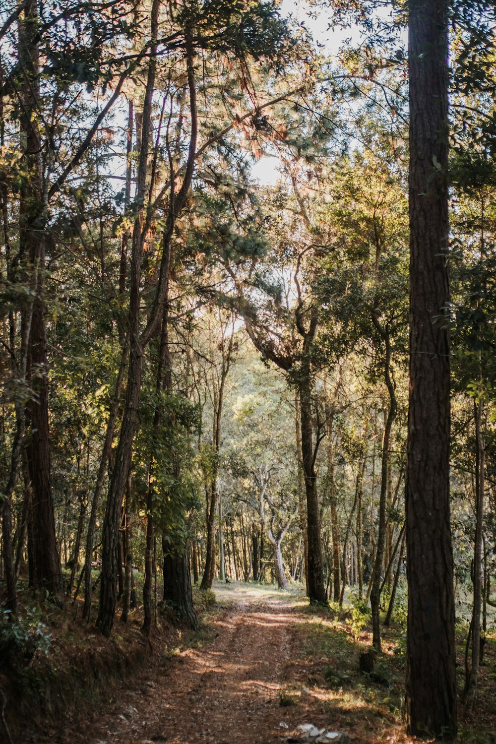 green and brown trees during daytime