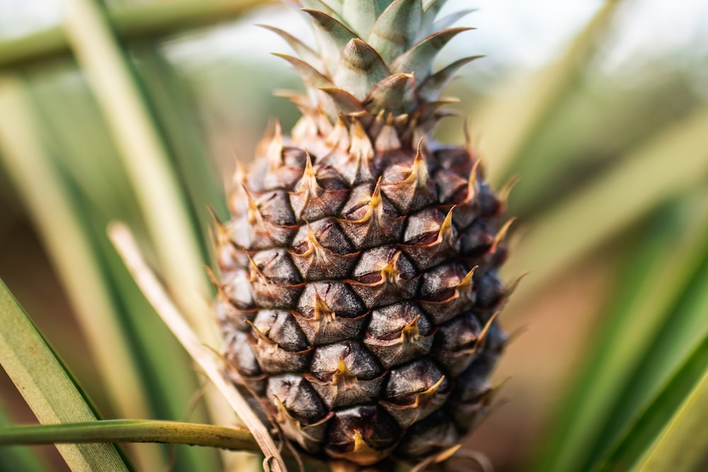 fruta do abacaxi na fotografia de perto