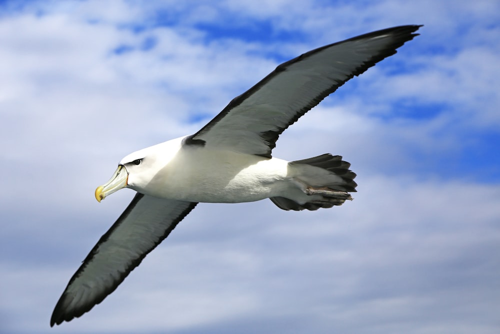 white and black bird flying under blue sky during daytime