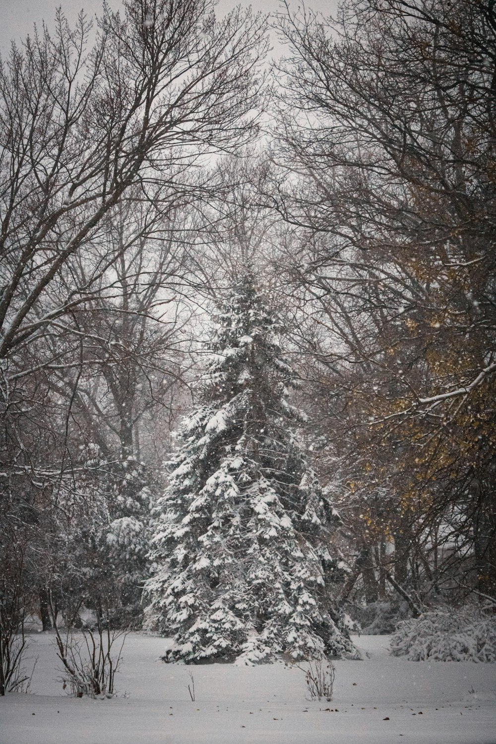 bare trees covered with snow