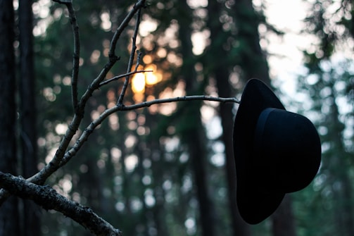 A black hat hangs on a thin tree branch in a forest. The background is blurred, with tall trees and the soft glow of the setting sun peeking through the branches.