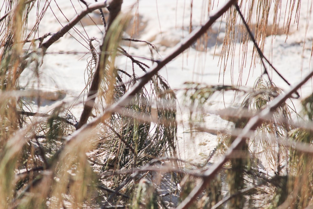 brown grass on water during daytime