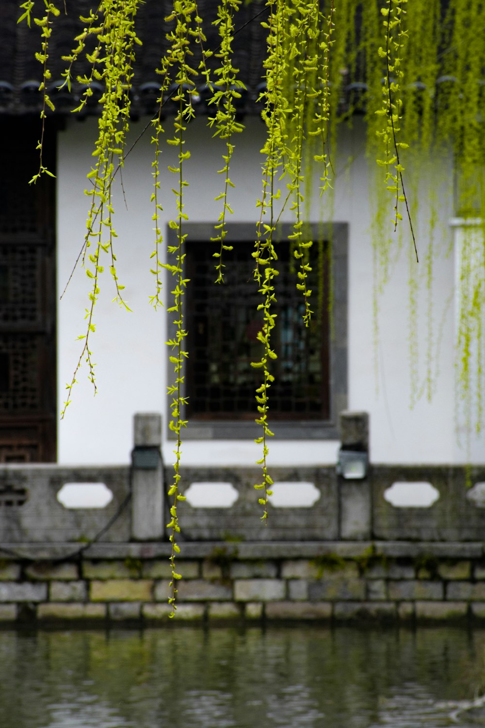 Marco de ventana de madera marrón con enredaderas verdes