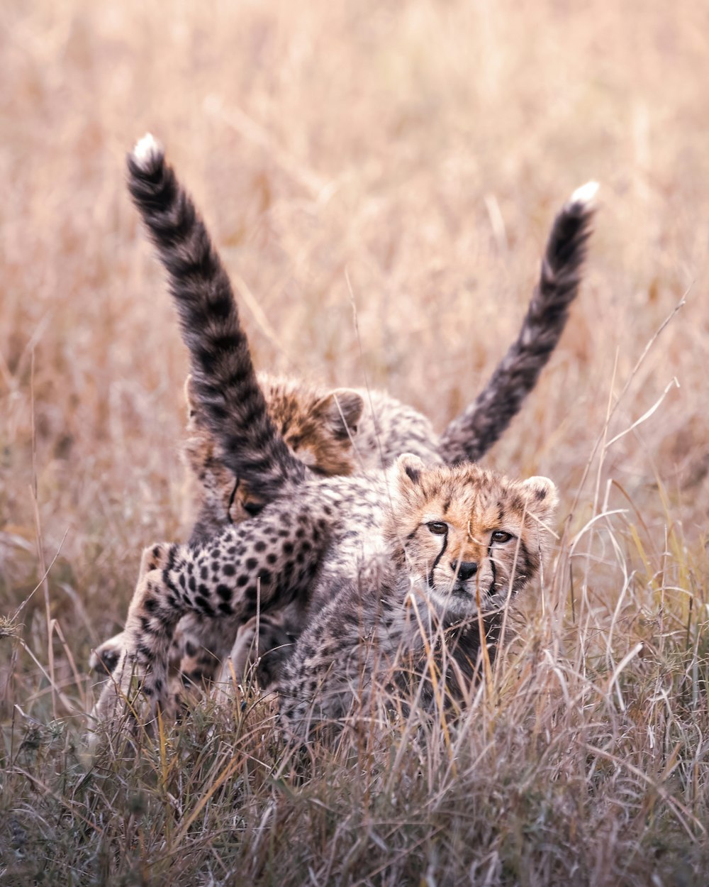 cheetah on brown grass field during daytime