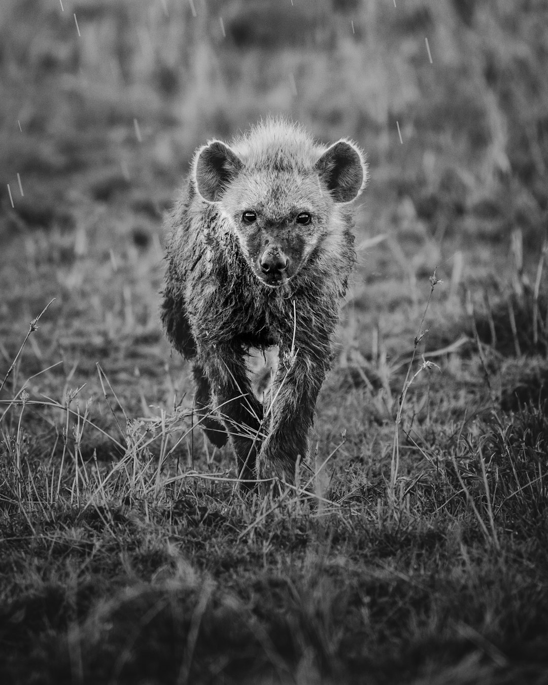grayscale photo of a bear on grass field