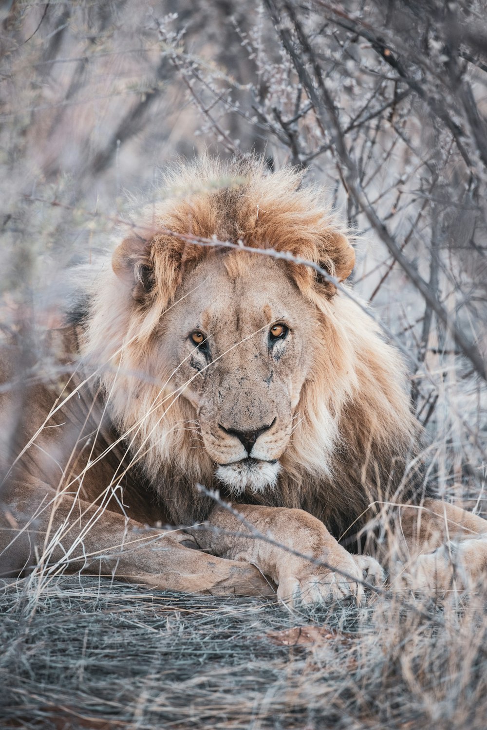 昼間、茶色の草の上に横たわる茶色のライオン