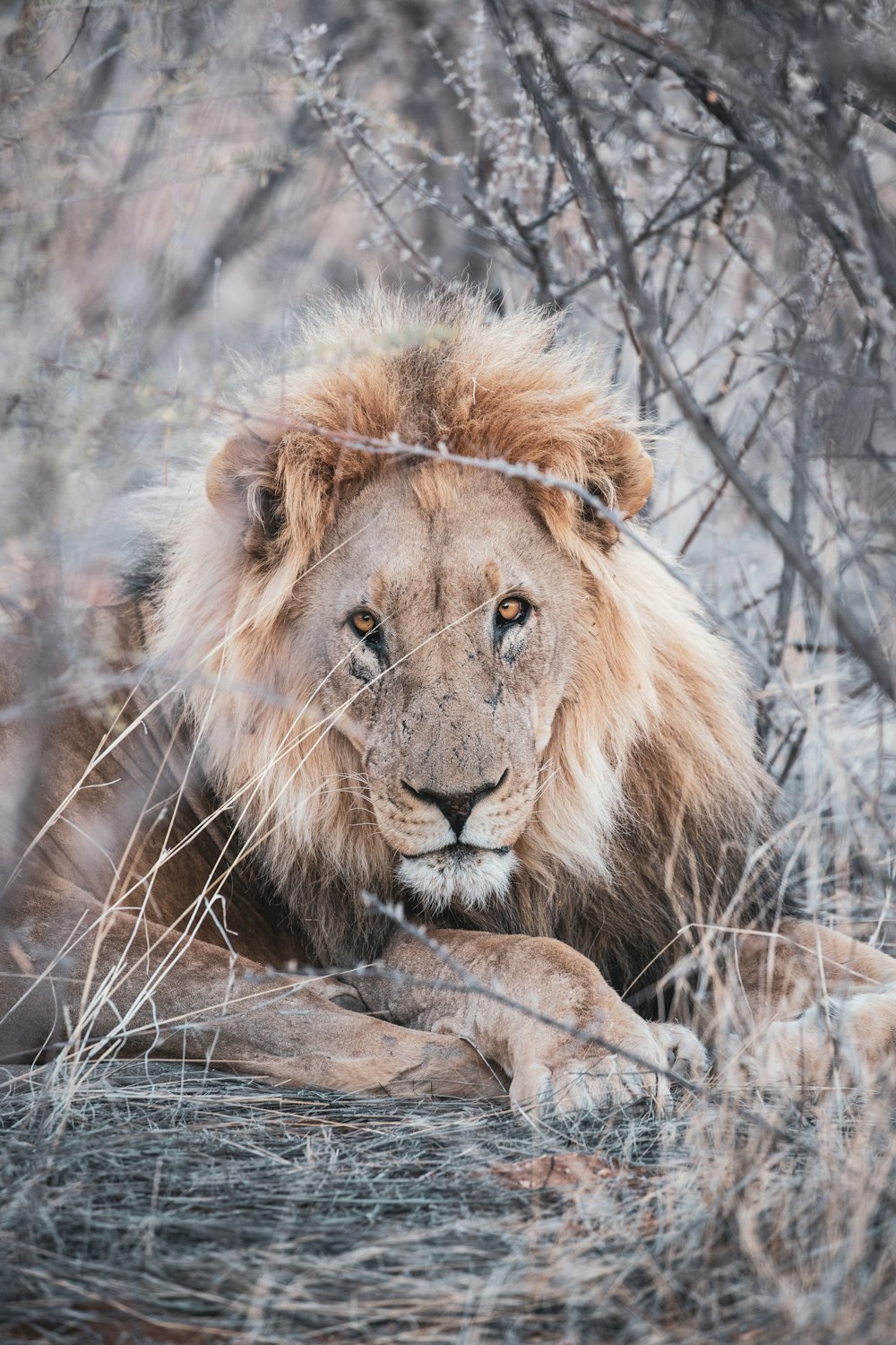 brown lion lying on brown grass during daytime