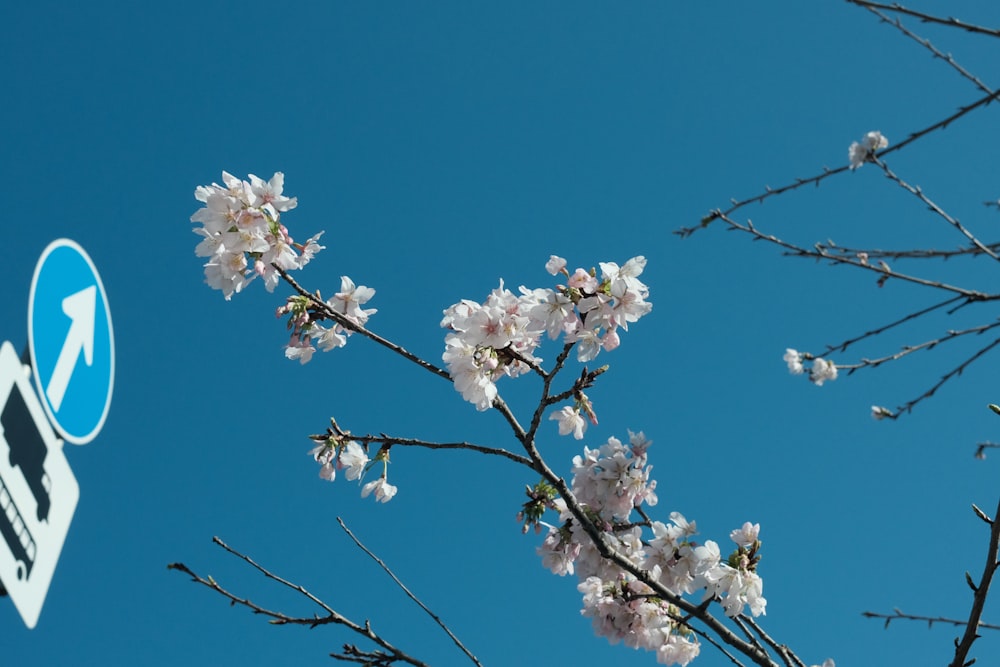 white cherry blossom under blue sky during daytime