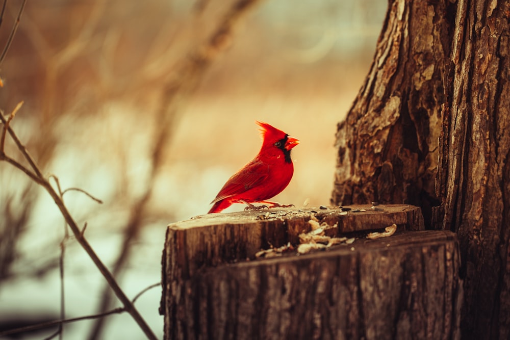  red cardinal bird on brown wooden fence during daytime