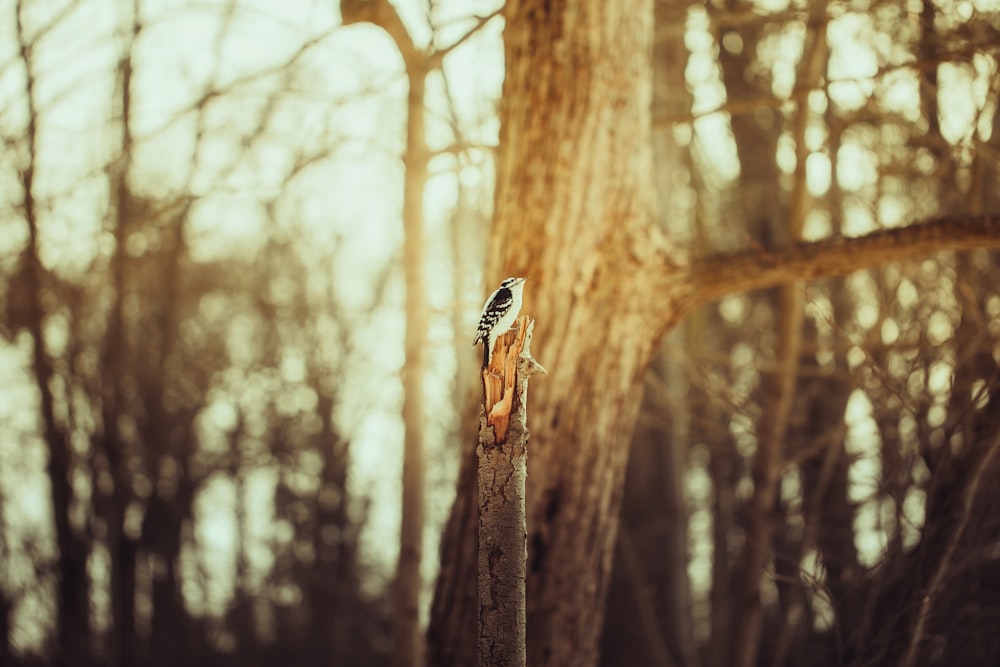  black and white bird on brown tree branch during daytime