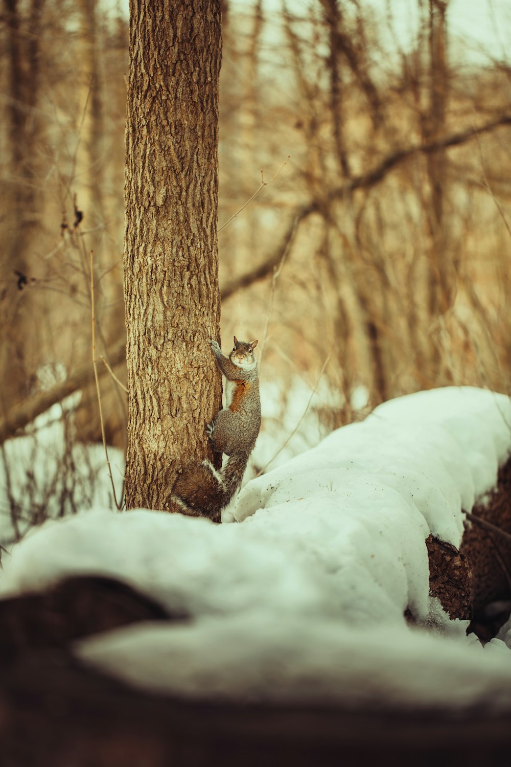  brown fox on snow covered ground during daytime