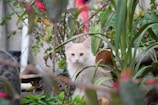 A curious kitten exploring fresh green plants by a window