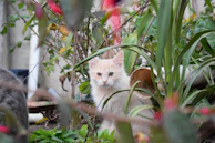 Curious kitten exploring colorful garden flowers.