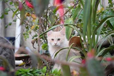 Close-up of a curious kitten exploring a green garden with vibrant flowers