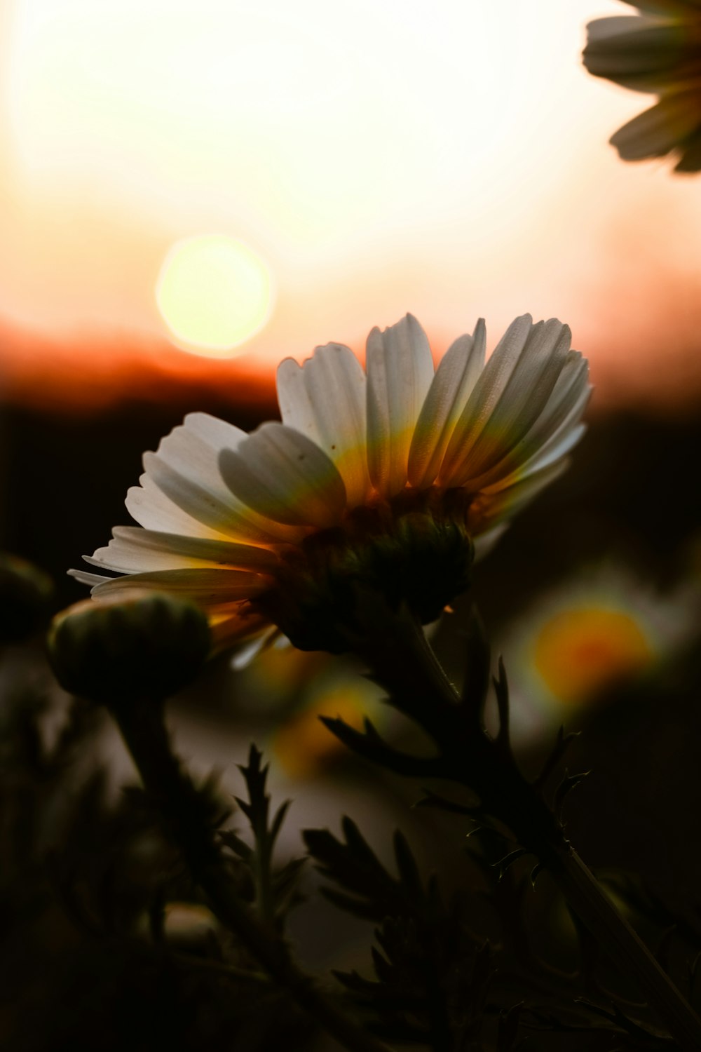 white daisy in bloom during sunset