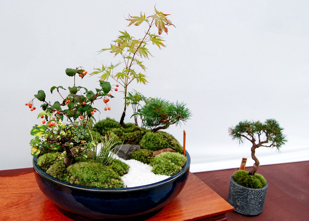 green plant on blue ceramic bowl