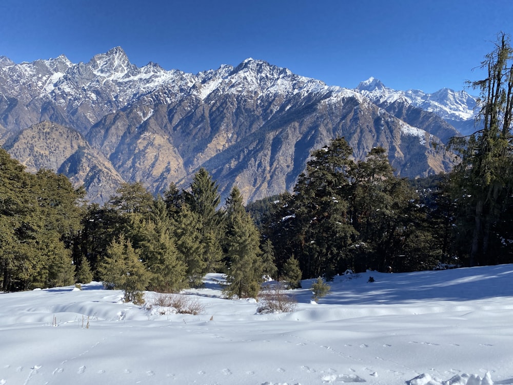 green trees on snow covered ground near mountain during daytime