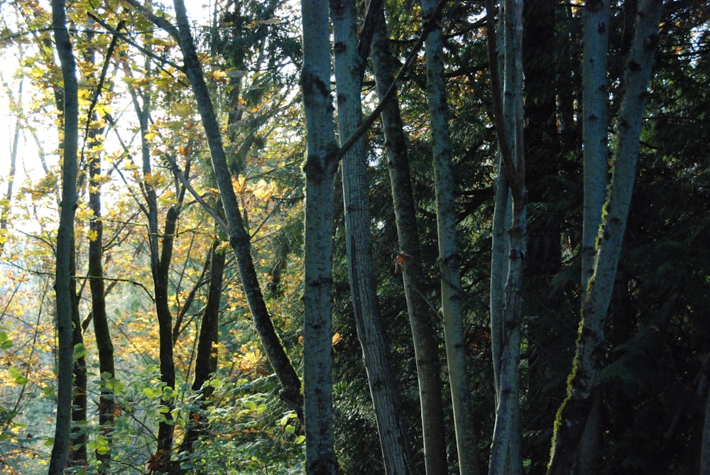 green trees on forest during daytime