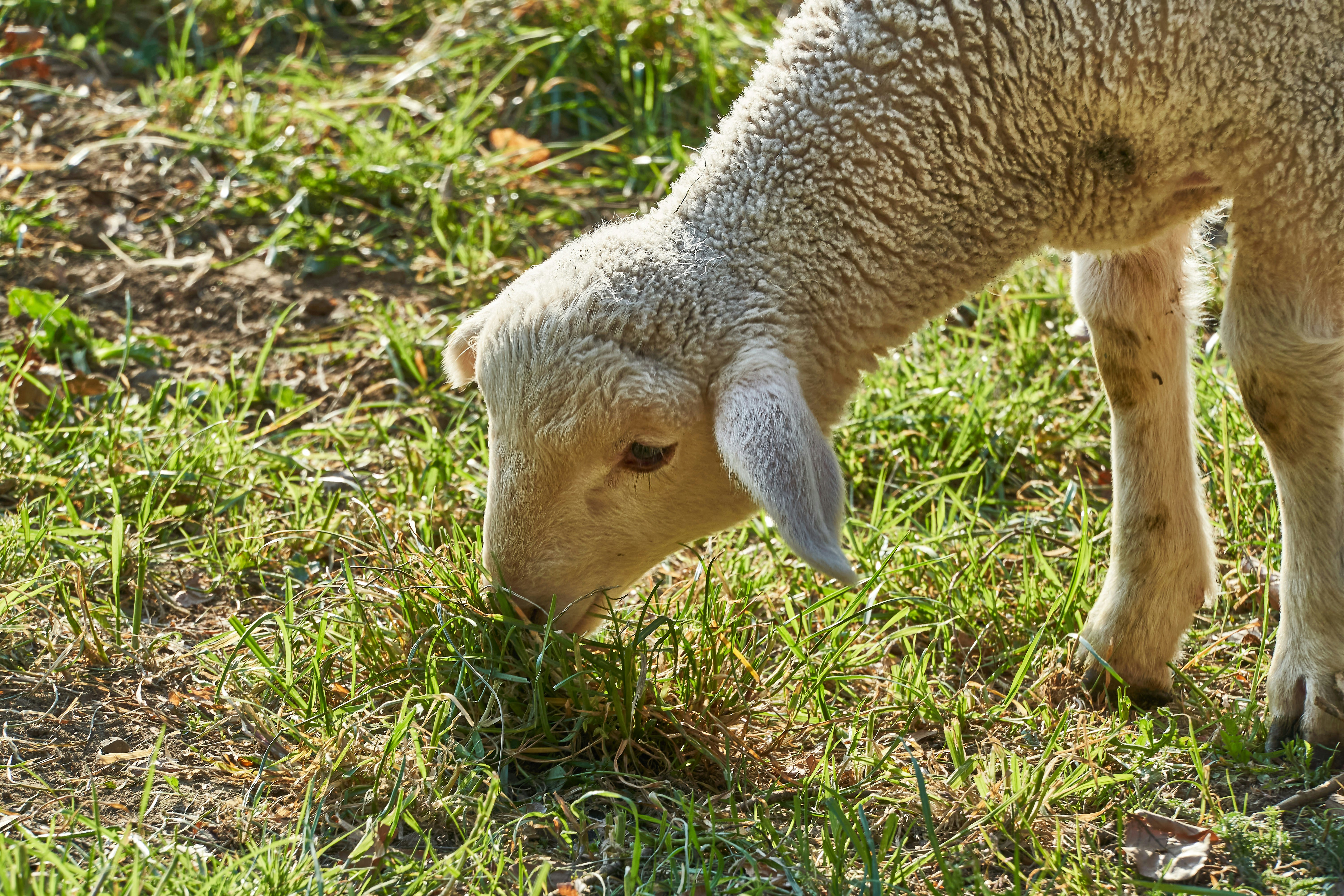 white sheep on green grass during daytime