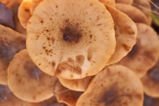 A collection of brown mushrooms with flat, round caps sprinkled with small dark spots. The caps have a slightly textured surface, and the lighting creates a soft, natural appearance.